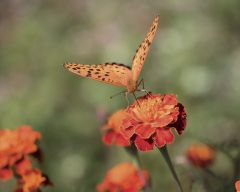 Tapeta Nature Flowers 571.jpg